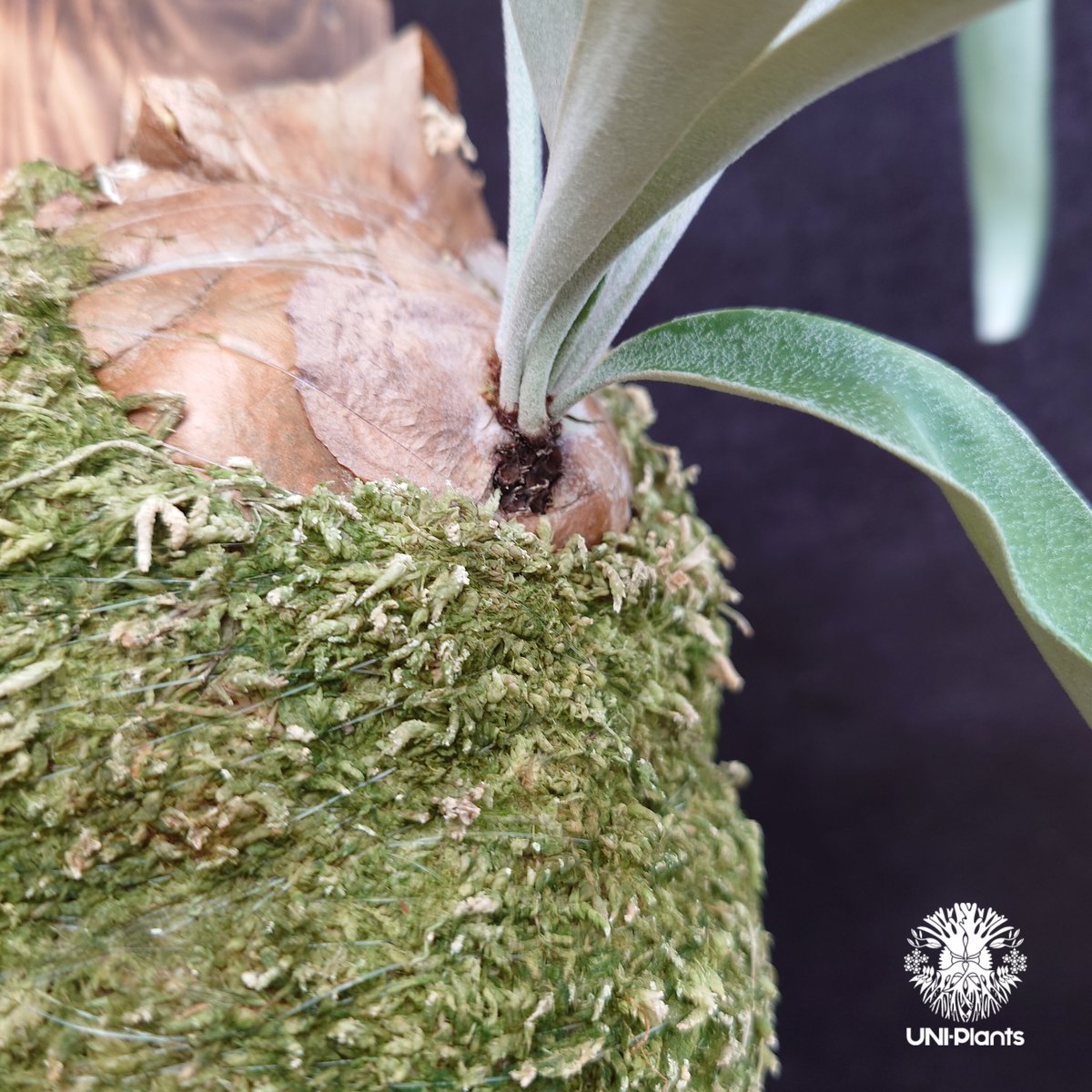 Patycerium veitchii ' Nukul ' ビカクシダ ベイチー シダ植物 ビ