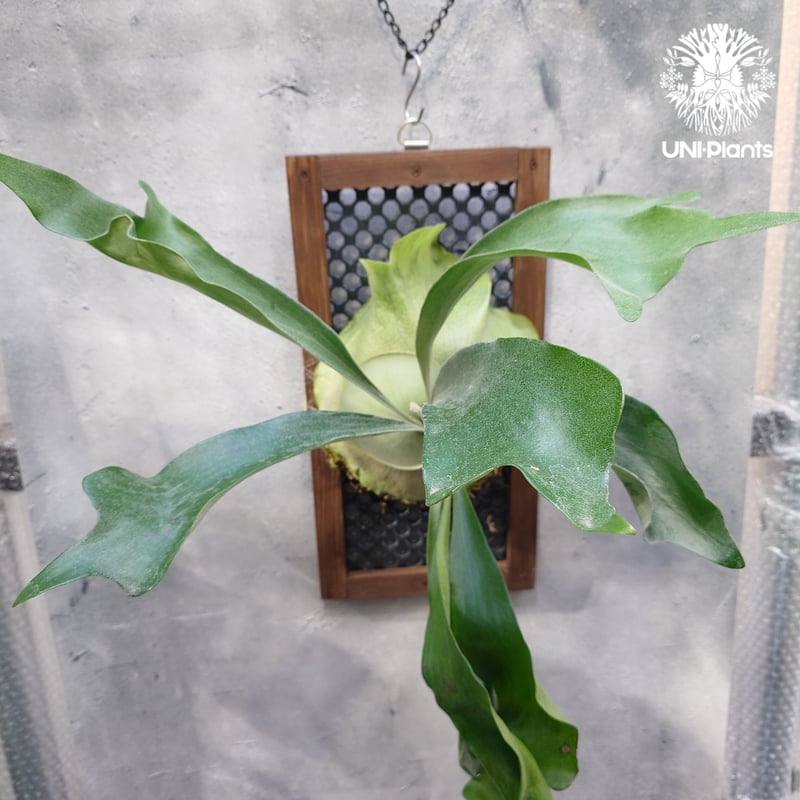 大株ビカクシダ アルシコルネ 大株! ビカクシダ アルシコルネ Platycerium alcicorne コウモリ