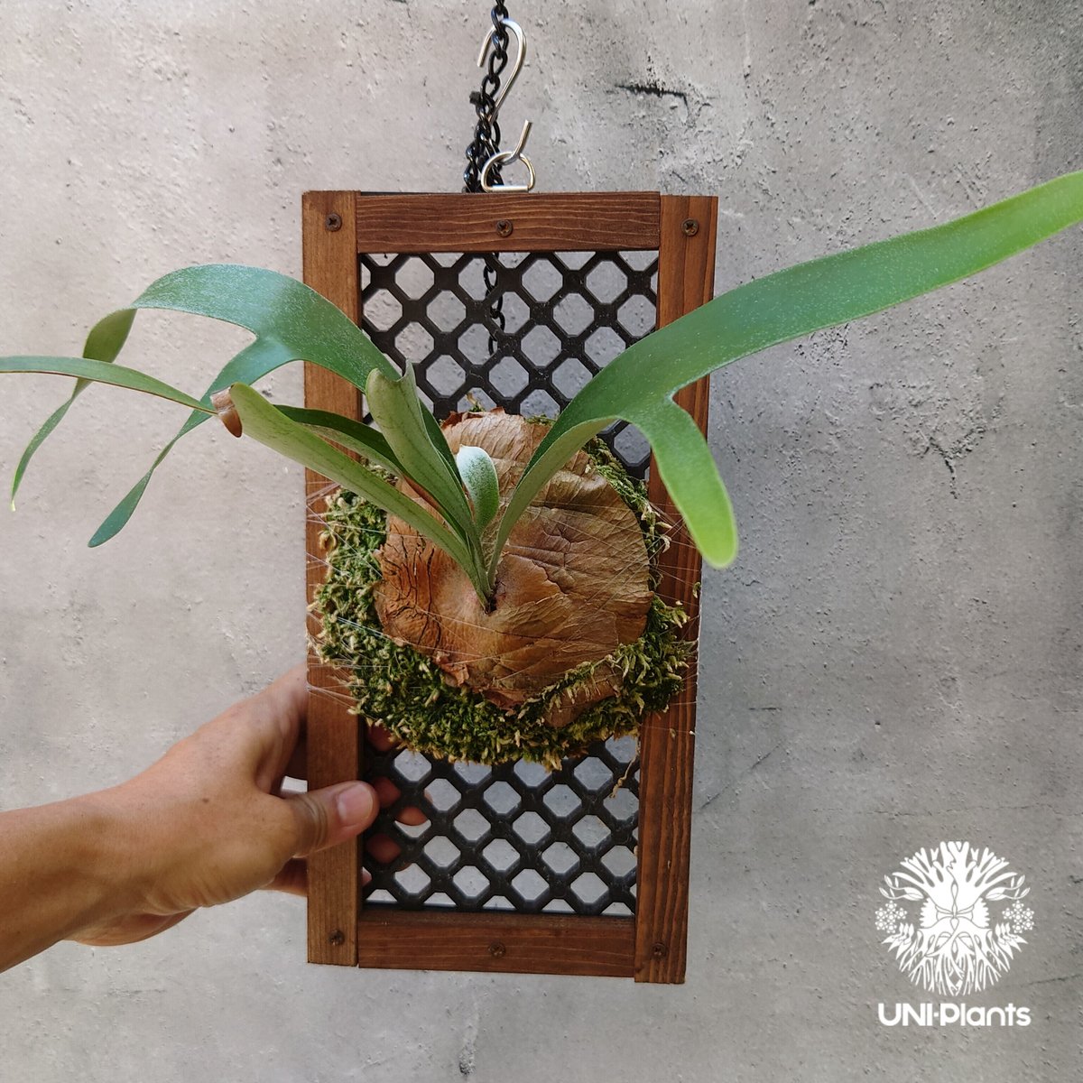 ビカクシダ アルキコルネ　変異株　子株 ビカクシダ 品種不明 Platycerium sp. コウモリラン ビカクシダ