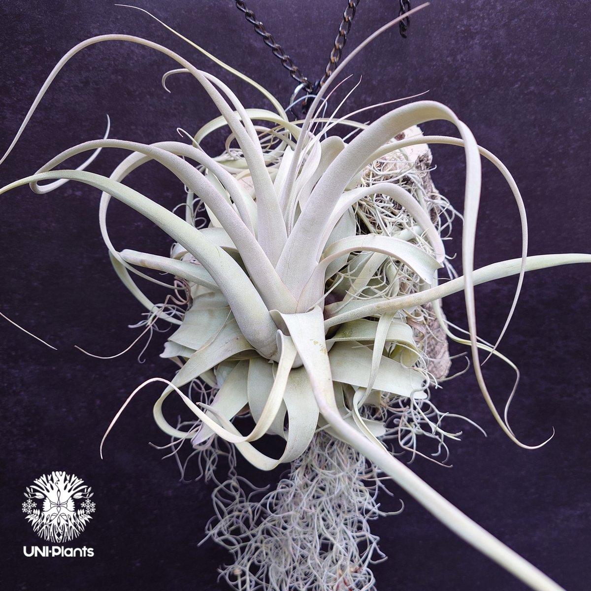 Tillandsia xerographica チランジア・キセログラフィカ インテリア
