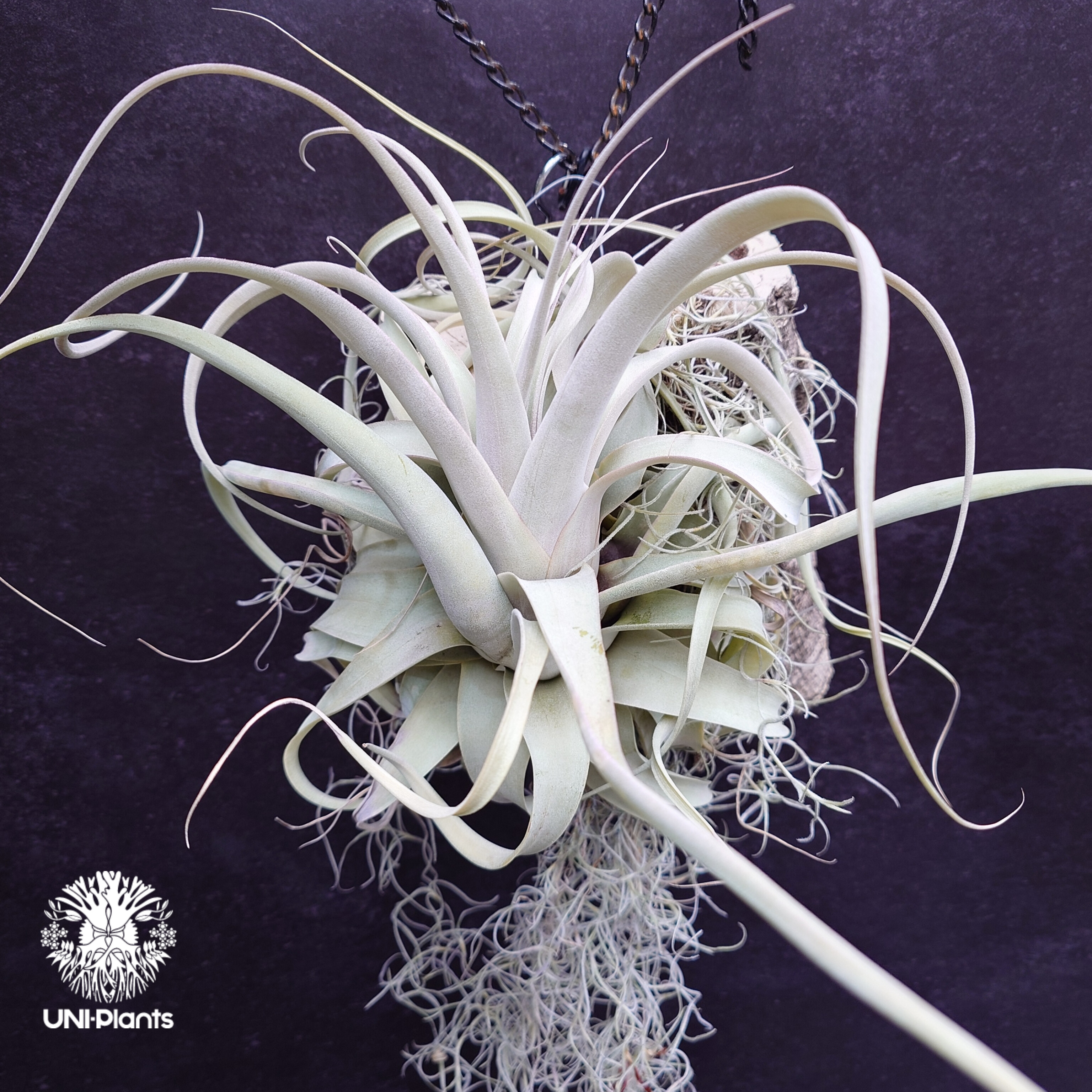 Tillandsia xerographica チランジア・キセログラフィカ インテリア