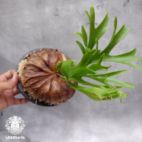 ビカクシダ　キッチャクード　大株 大株 Platycerium Mt.kitshakood Narrow ビカクシダ キッチャ