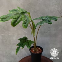 Alocasia jacklyn アロカシア ジャクリン アロカシアジャック Alocasia jacklyn アロカシア ジャクリン アロカシアジャック