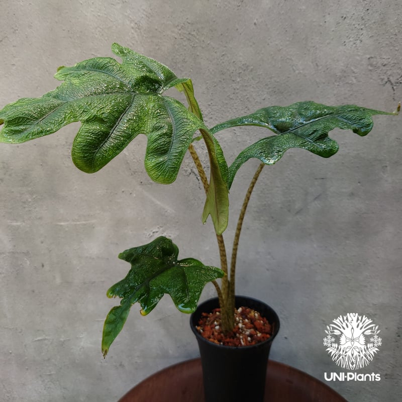Alocasia jacklyn アロカシア ジャクリン アロカシアジャックリ 観葉