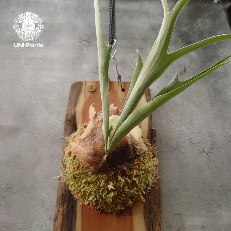 ビカクシダ ベイチー(子株) Platycerium veitchii(pup) コウモリ ビカクシダ ベイチー(子株) Platycerium veitchii(pup) コウモリ