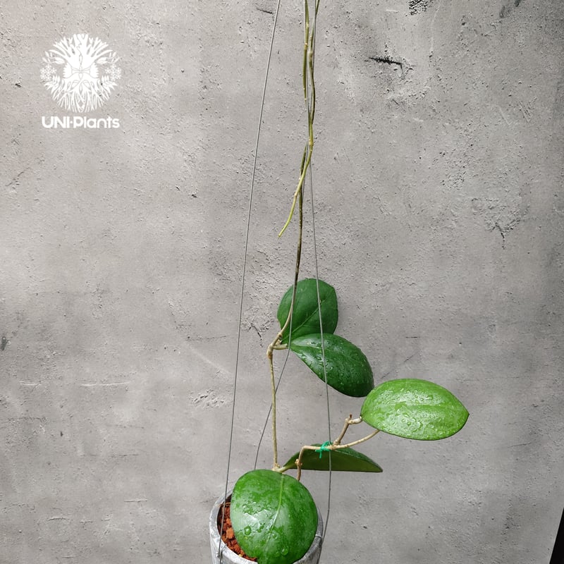 Natalia　ホヤ 4” Hoya 'Nathalie' – Canopy Plant Co.