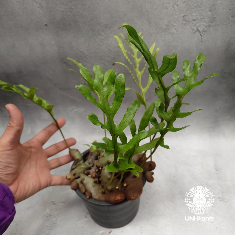 Lecanopteris crustacea narrow レカノプテリス クルスタセア ナロ