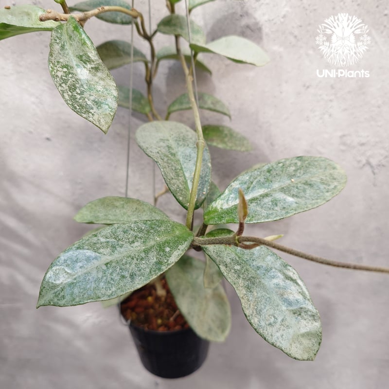 Hoya Carnosa Nova Ghost ホヤ カルノーサ ノバ ゴースト ホヤ 希少