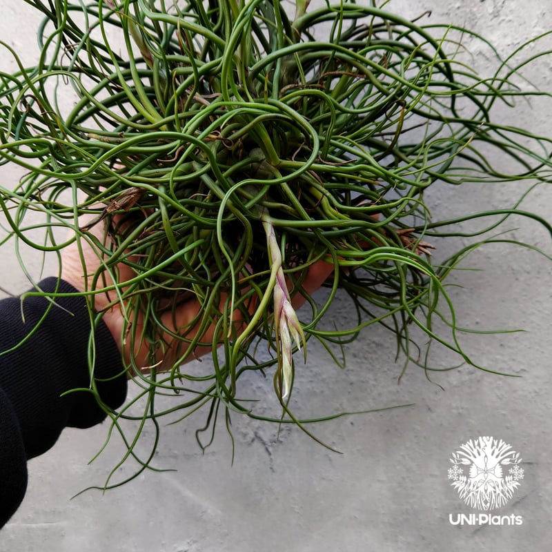 ブロメリア・エアープランツ tillandsia bulbosa 'redbull' true Tillandsia bulbosa チランジア ブルボーサ 大株 インテリア植物