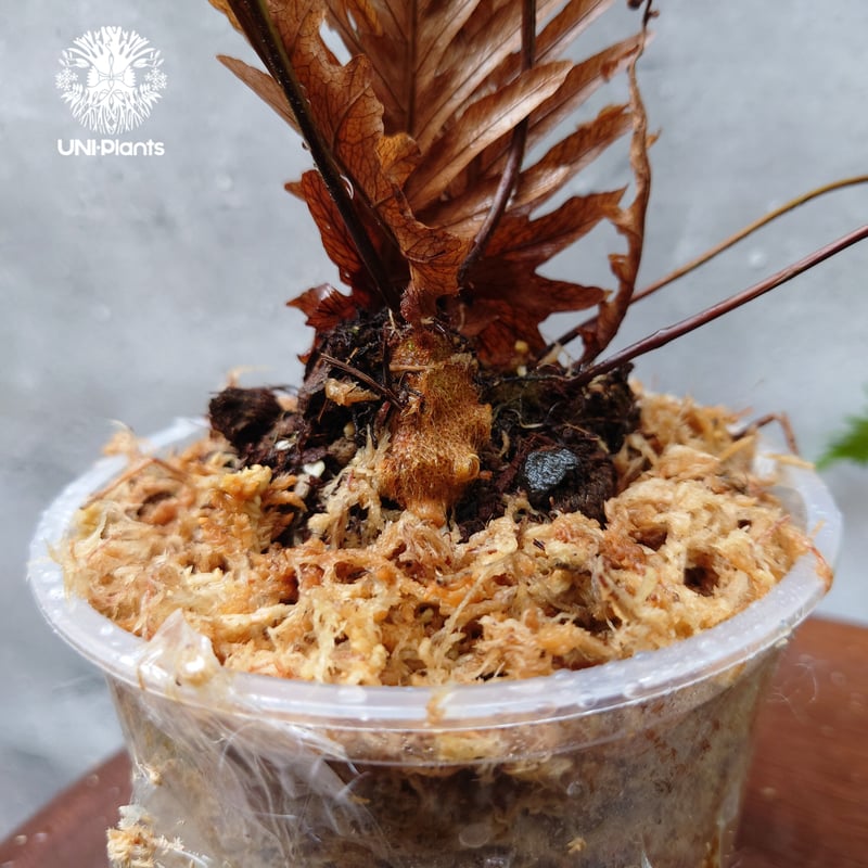 ドリナリア　リギュドラ　ホワイティ E103 再入荷! Drynaria rigidula `whitei ドリナリア·リギデュラ