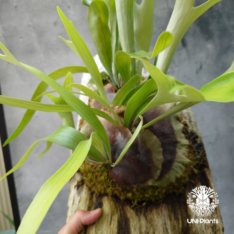 ビカクシダ 不明（親株） ビカクシダ 不明（親株） ビカクシダ 不明（親株）