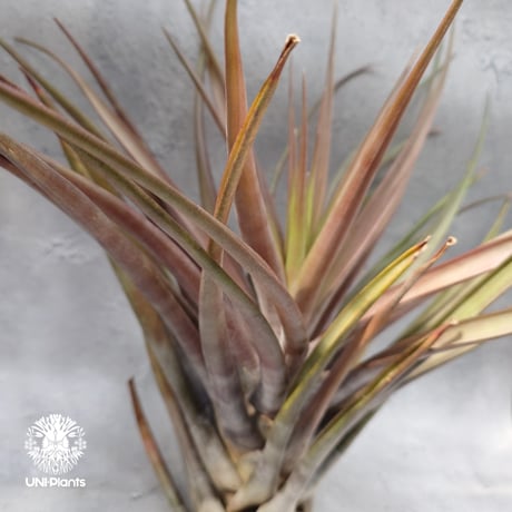 Tillandsia novakii チランジアノバキー Tillandsia インテリア植物 エアープランツ エアプランツ ティランジア