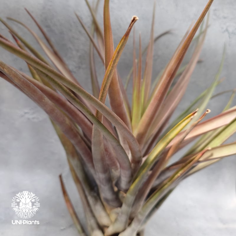 Tillandsia novakii チランジアノバキー Tillandsia インテリア植物