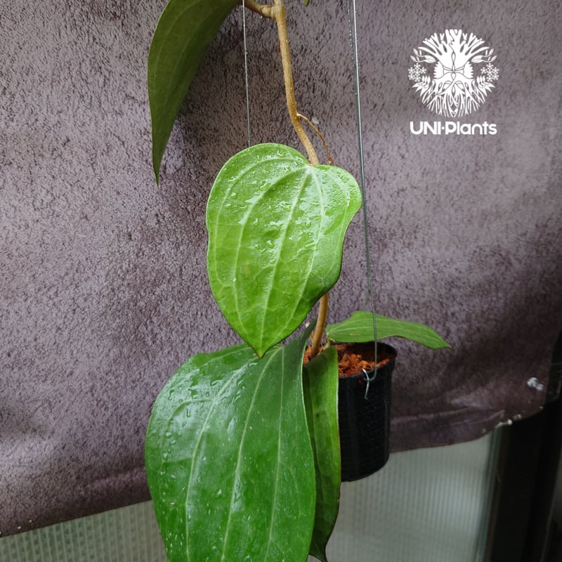 Hoya Latiforia ホヤ ラティフォリア とても大ぶり! ホヤ 植物 ホヤの