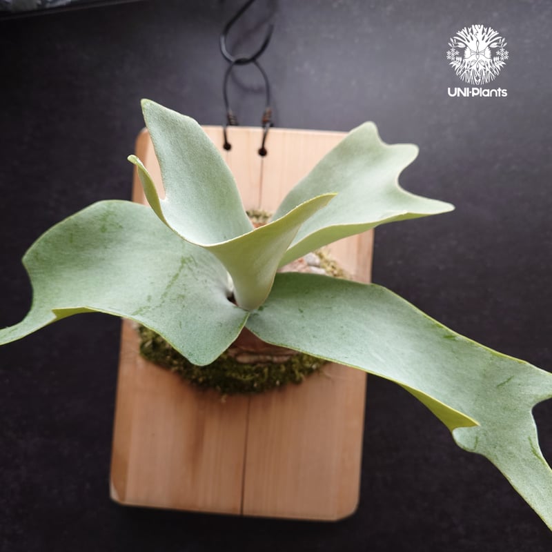Platycerium Saikeaw(P.andinum x P.willinckii) ビ