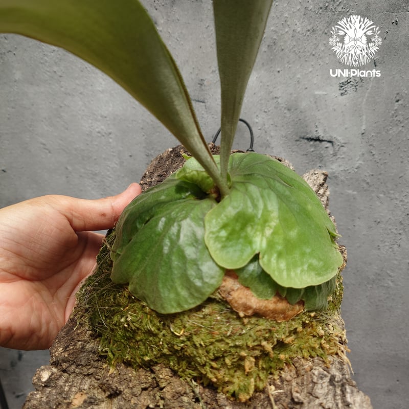 ビカクシダ ダウボーイ Platycerium Dawboy ビカクシダ ダウボーイ コウモリラン