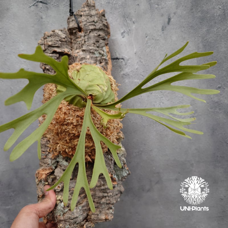 Platycerium ridleyi Pakarang ビカクシダ リドレイ パカラン