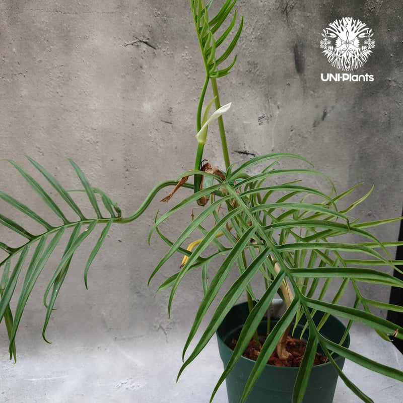 Philodendron tortum フィロデンドロン トータム フィロデンドロン Phil