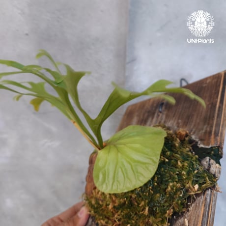 【国内繁殖株・一点物】Platycerium ridleyi | ビカクシダ リドレイ｜ビカクシダ原種｜Platycerium