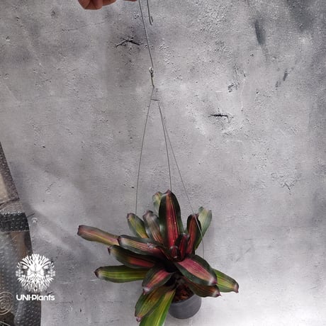 Neoregelia Margaret ネオレゲリア マーガレット Neoregelia ブロメリア  Bromeliad ブロメリア科ネオレゲリア属