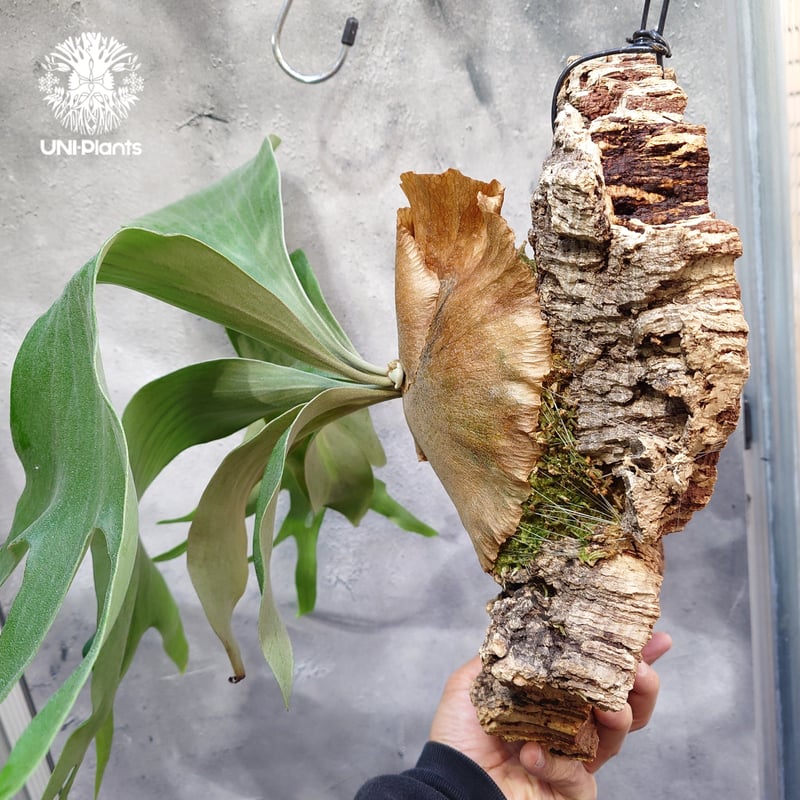 Platycerium Honey moon ビカクシダ ハニームーン ビカクシダ シダ植物