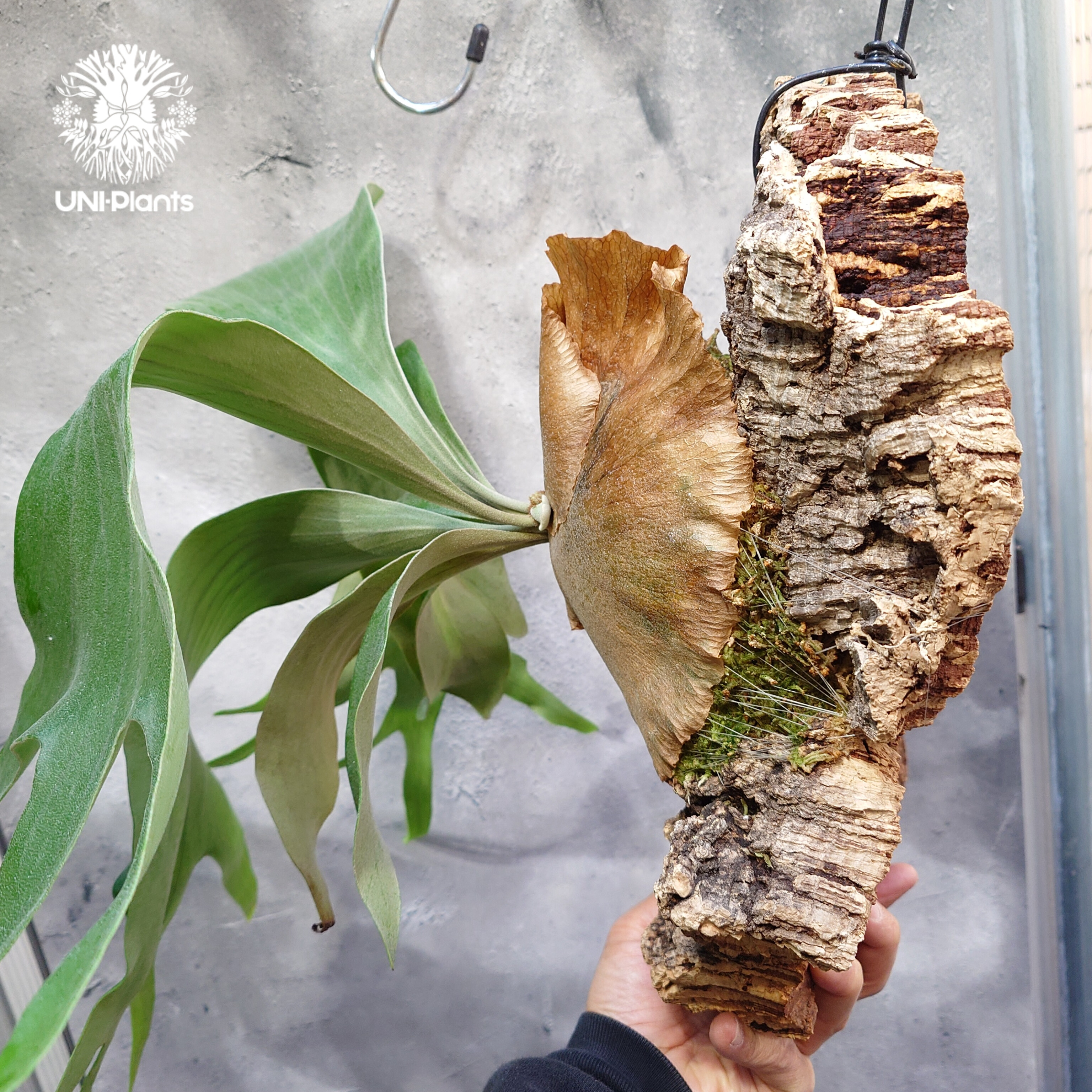 Platycerium Honey moon ビカクシダ ハニームーン ビカクシダ シダ植物