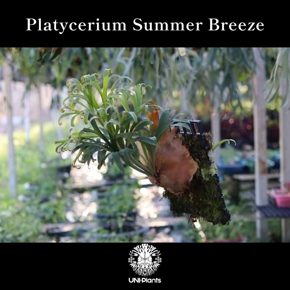 た*や様 Summer Breeze (P.Lemoinei x P.Bicor Platycerium Summer Breeze (P.Lemoinei x P.Bicor