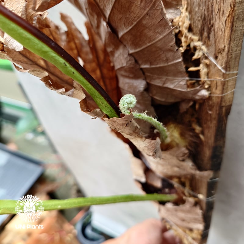 Drynaria quercifolia ドリナリア クエルシフォリア 板付 群生 観葉植物 ...