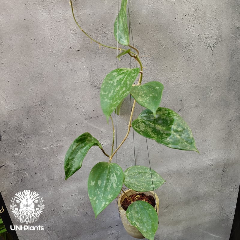 レア　ホヤ　Hoya latifolia ' Queen'サクララン レア ホヤ Hoya latifolia 'Snow Queen'サクララン | その他観葉植物