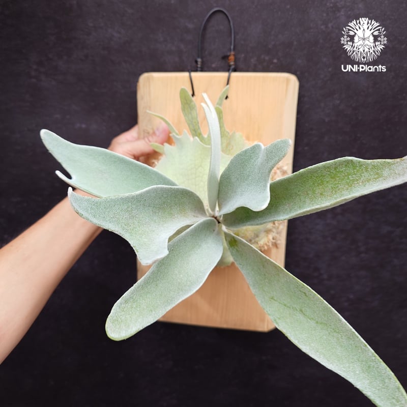 Patycerium veitchii cv. Silver frond ビカクシダ ベイチー