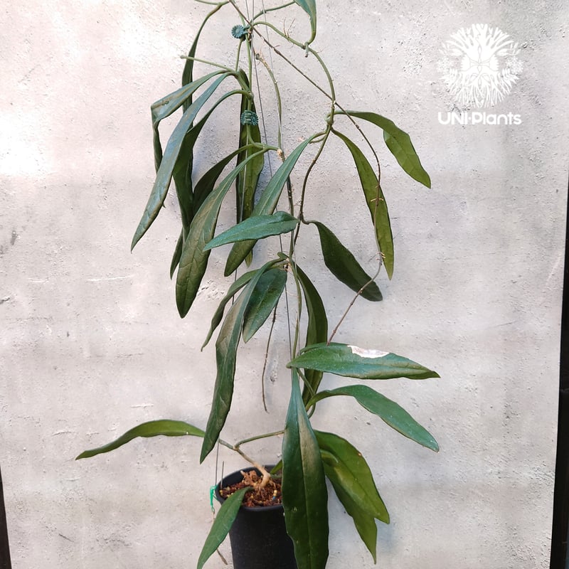 Hoya Sulawesiana ホヤ スラウェシアナ ホヤ植物 Hoya plants 珍し...