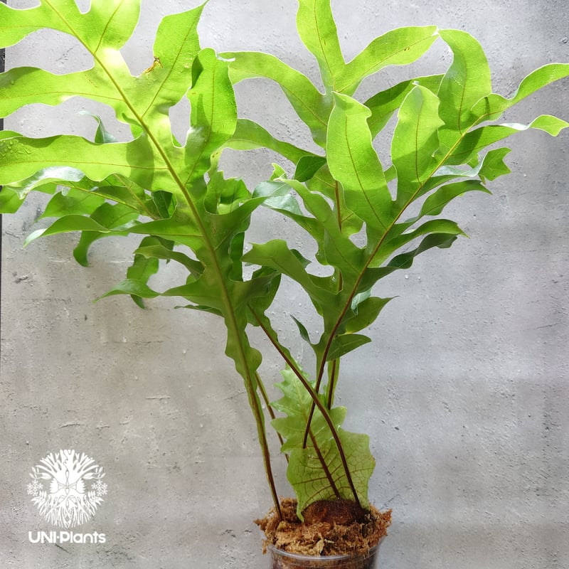 初入荷! Drynaria bonii wild ドリナリア·ボニー タイ産山採り株 観葉