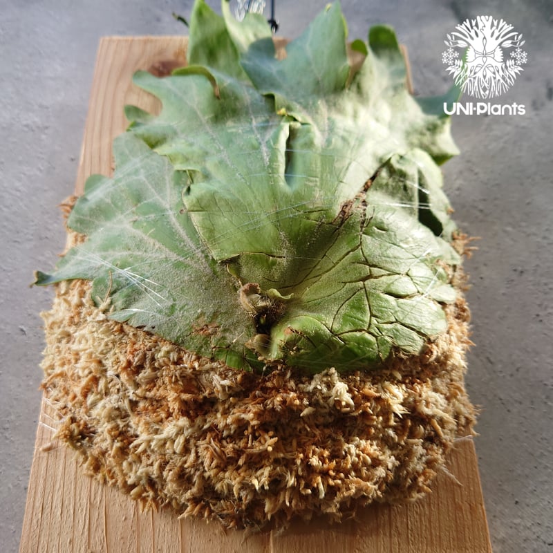 初入荷! ビカクシダ ワリチー Platycerium wallichii コウモリ