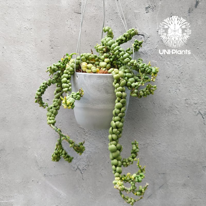 Dischidia nummularia Dragon jade ディスキディア ヌンムラリ
