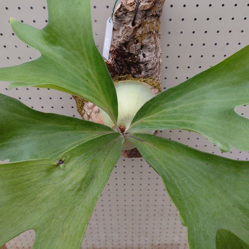 hillii　raijin　株分け　ビカクシダ　コウモリラン hillii raijin 株分け ビカクシダ コウモリラン ビカクシダ ヒリー