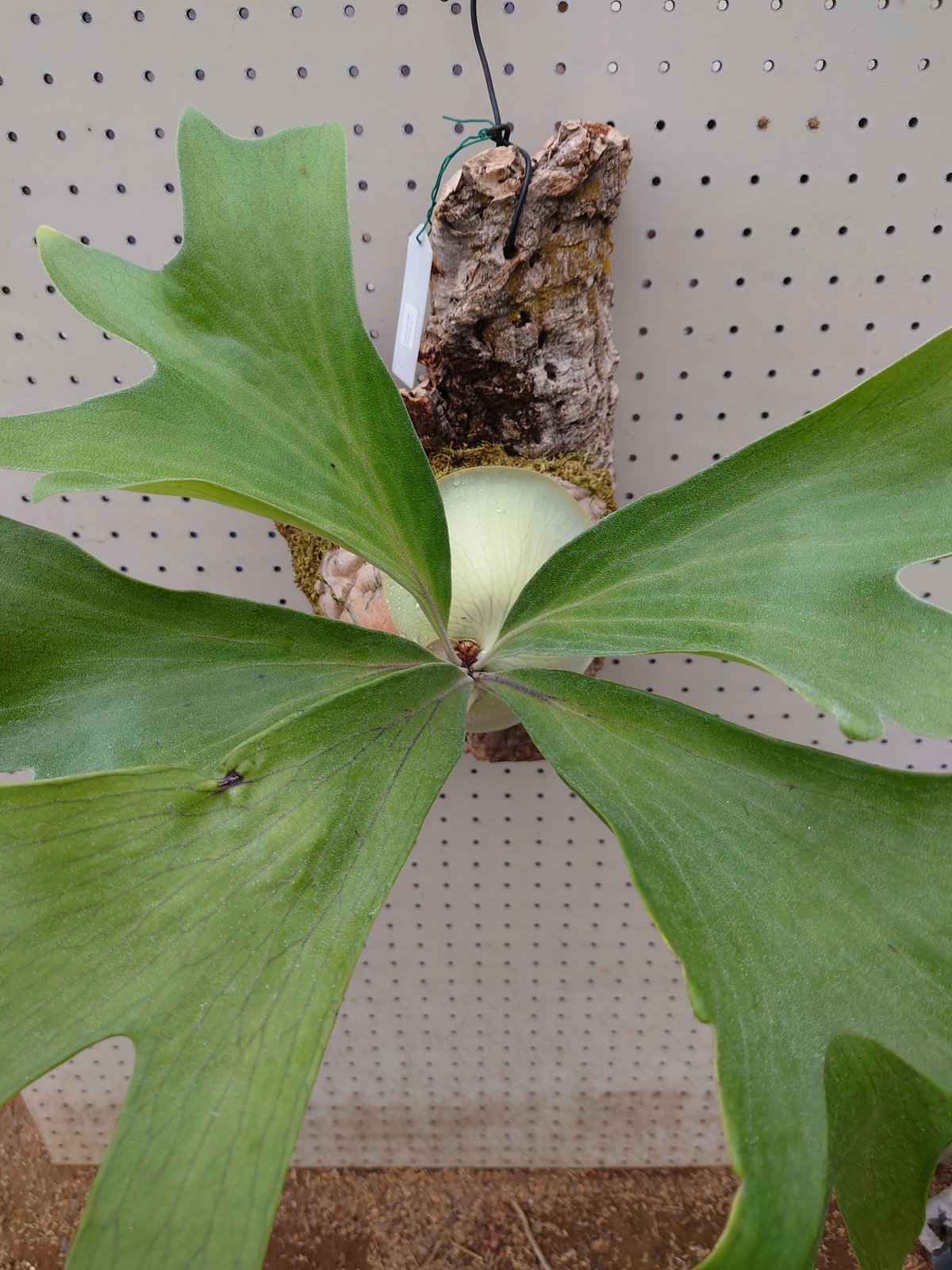 PIatyceriumヒリーCVヒツプス株分け品ビカクシダ観葉植物 PIatyceriumヒリーCVヒツプス株分け品ビカクシダ観葉植物