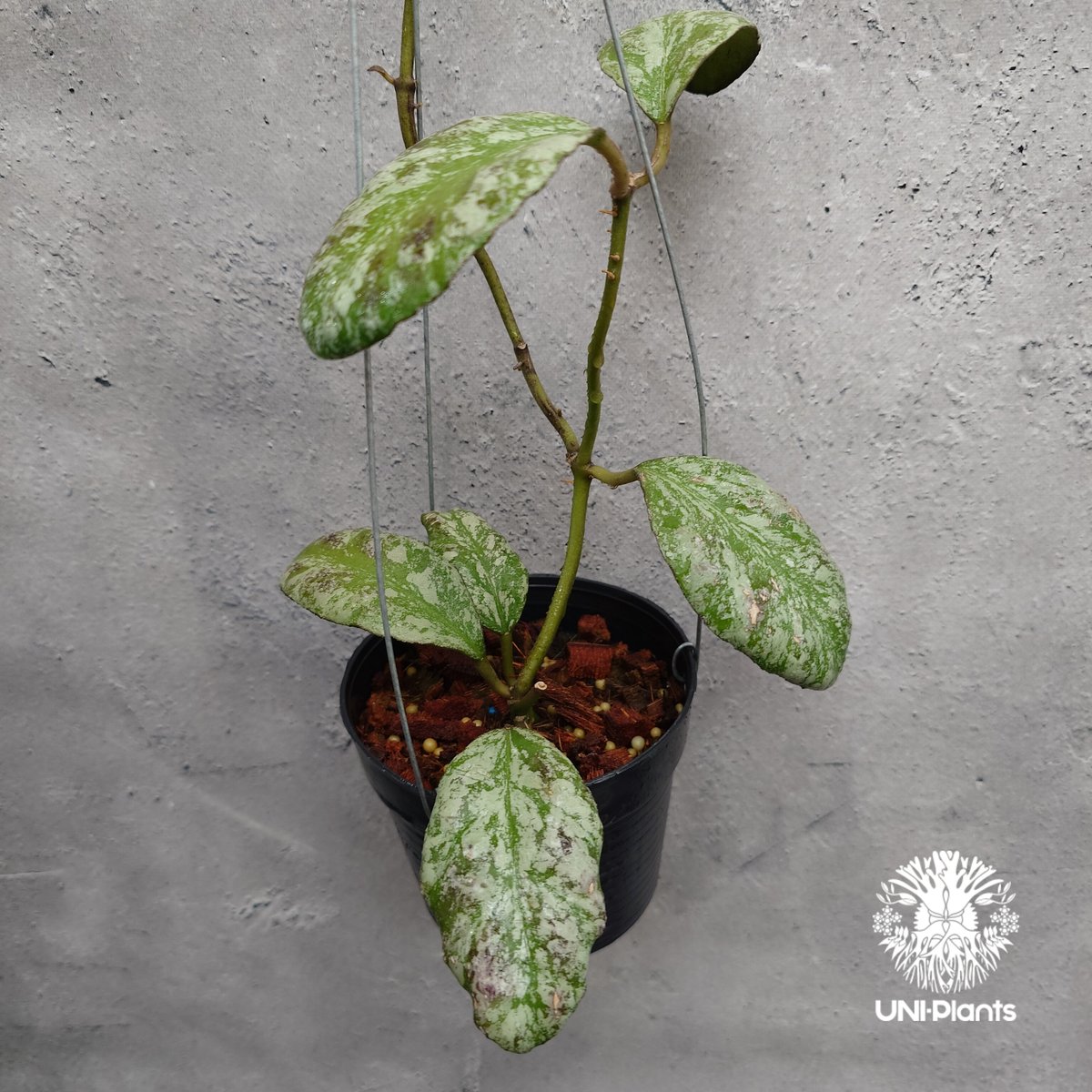 限定1株入荷 Hoya Waymaniae cloudy sky ホヤ ウェイマニアエ クラウ