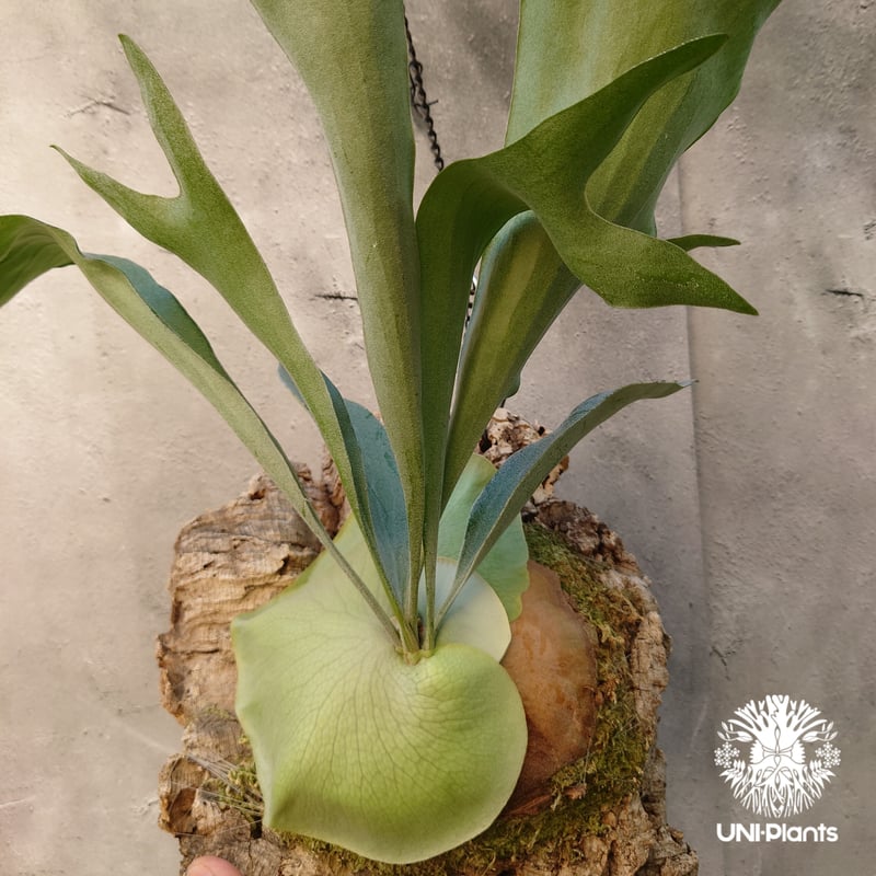 コウモリラン　アルシコルネ　△ ビカクシダ アルシコルネ (Platycerium alcicorne)-について