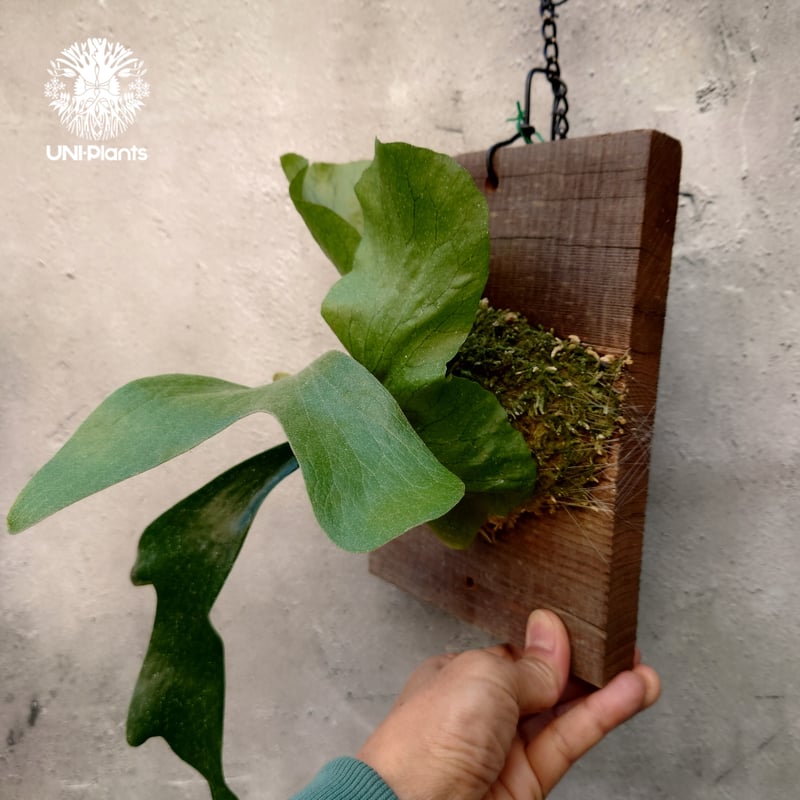 ビカクシダ ステマリア Platycerium stemaria コウモリラン