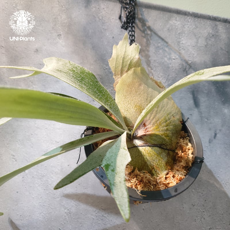 国内繁殖株・一点物】Platycerium bifurcatum 'white' ｜ビカ