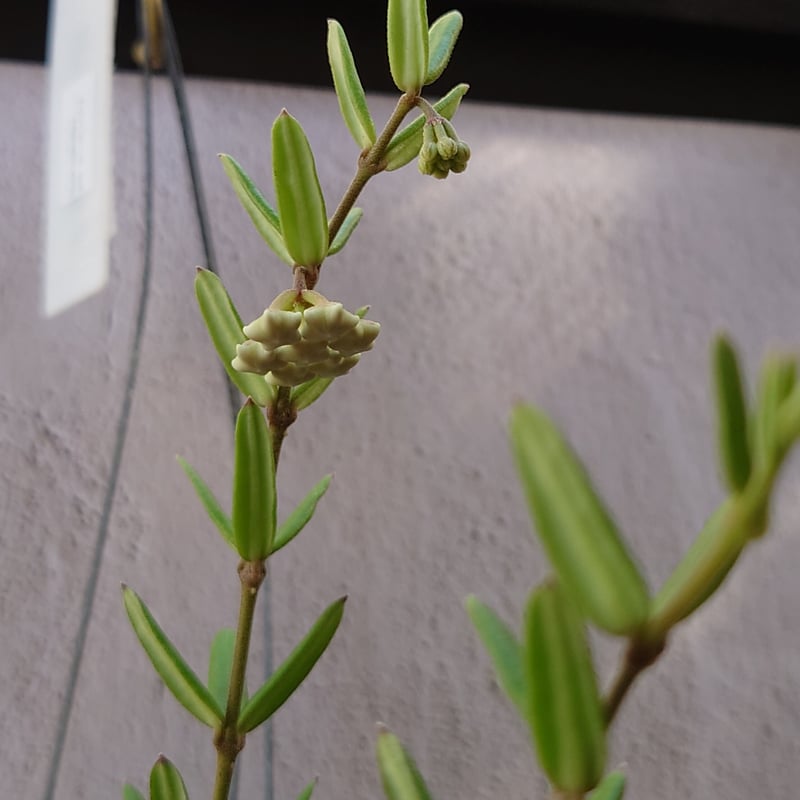 ホヤ エングリアナ抜き苗 ホヤ エングレリアナ Hoya engleriana ホヤ