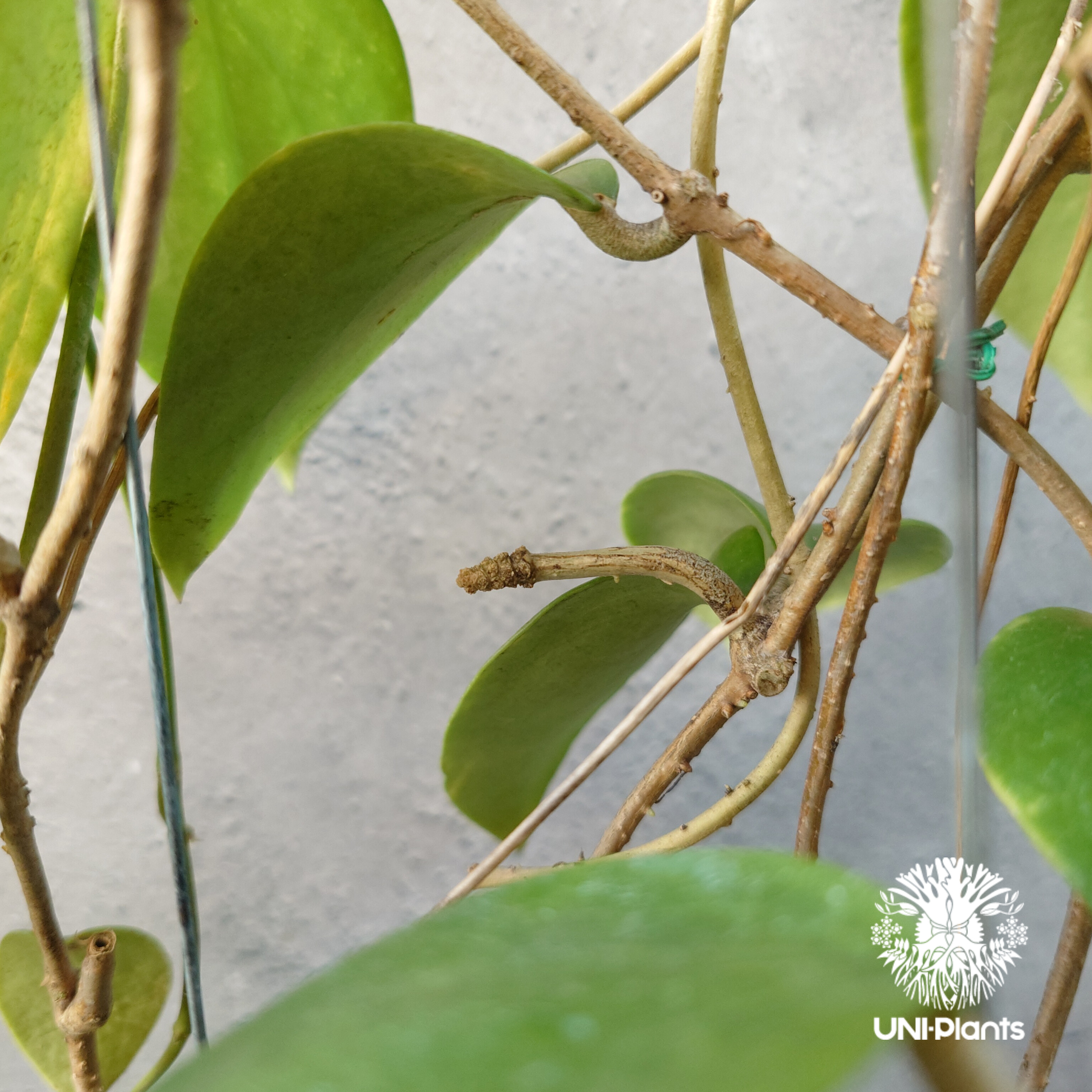 ホヤ アルドリッチ Hoya aldrichii ホヤ植物 ホヤの花 Hoyaplants つ