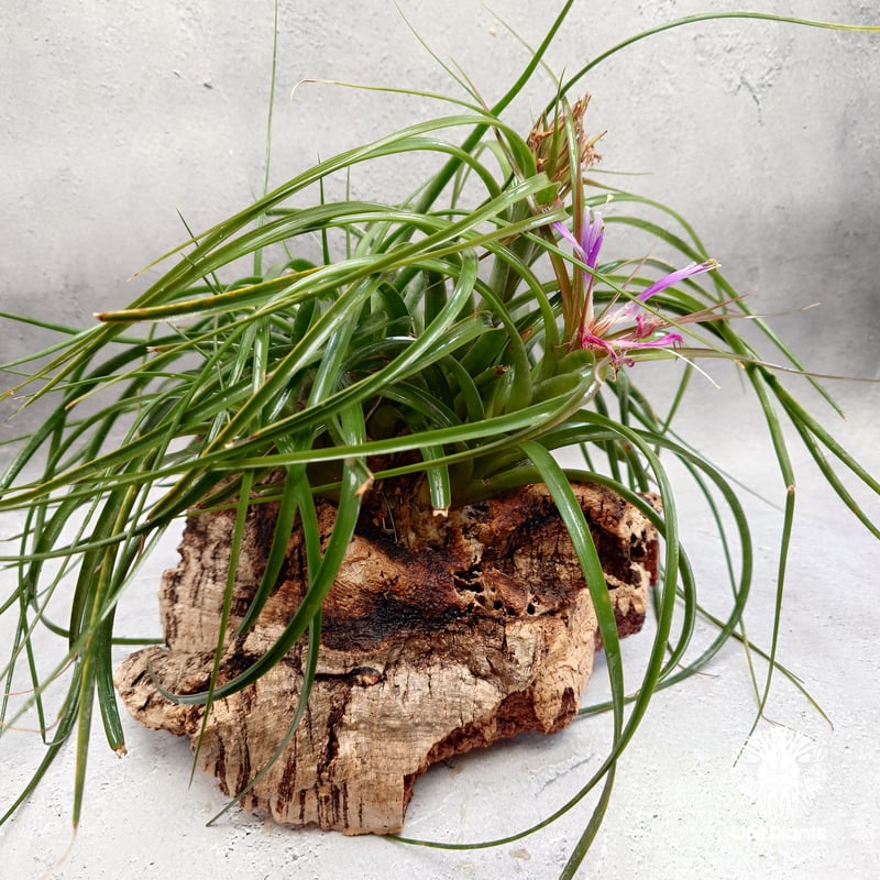 Tillandsia brachyphylla 超特価‼️ 6e9b2840e25f548020b4b27c580728