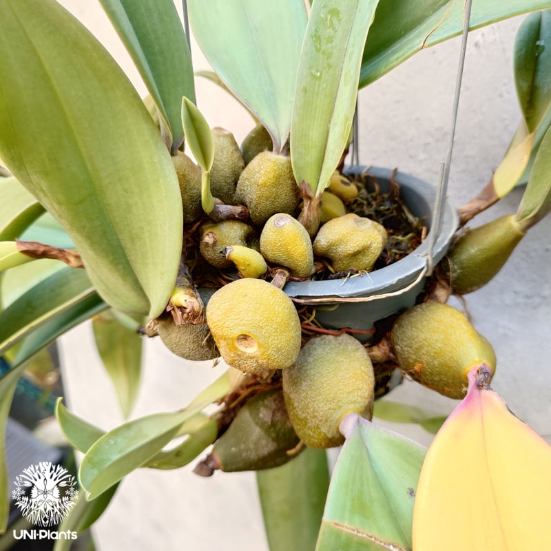 Bulbophyllum cruentum x phalaenopsis バルボフィラム クル