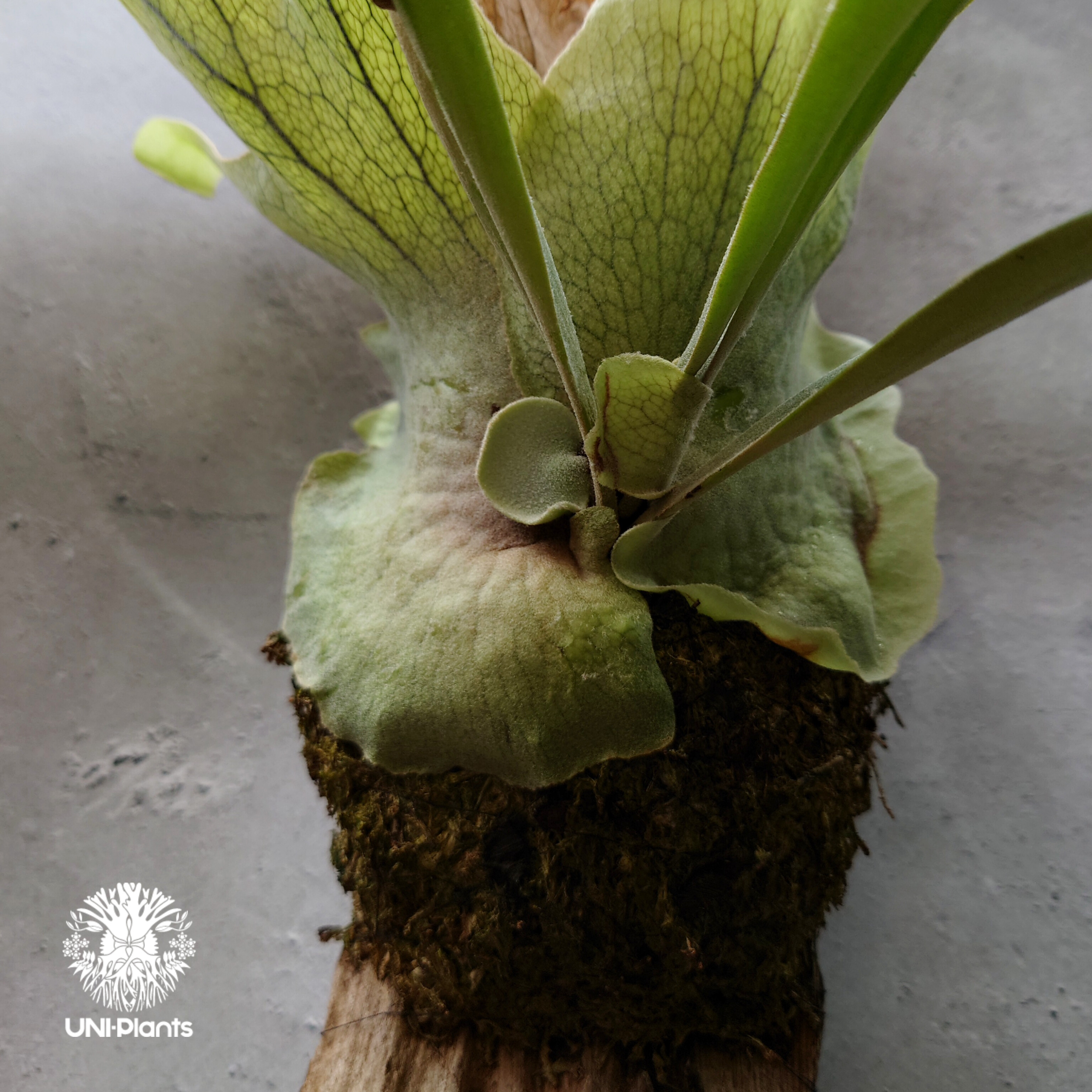 ビカクシダ ウィリンキーcv.バリ Platycerium willinckii cv.Bal