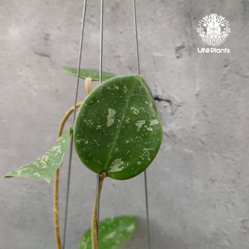 Hoya Parasitica Heart Leaves Splash ホヤ パラシティカ ハ