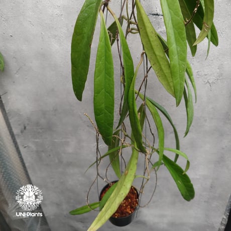 Hoya Sulawesiana ホヤ スラウェシアナ ホヤ植物 Hoya plants 珍しい 希少 レア つる性 つる性植物 ハンギング ハンギング植物