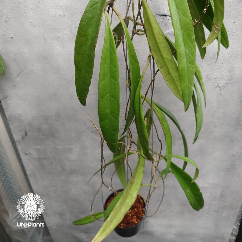 Hoya Sulawesiana ホヤ スラウェシアナ ホヤ植物 Hoya plants 珍し