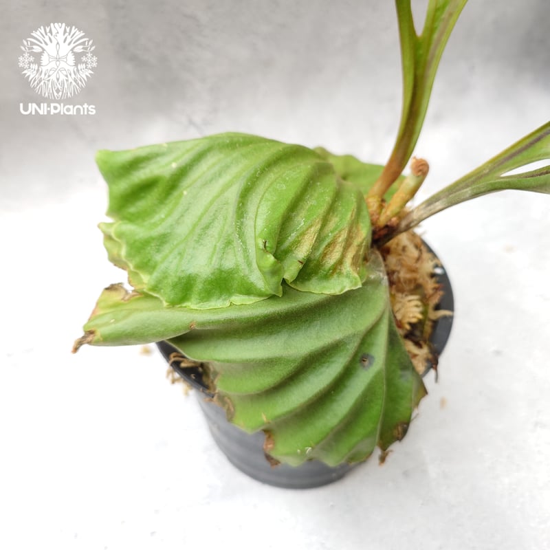 ビカクシダ リドレイ Platycerium Ridleyi コウモリラン