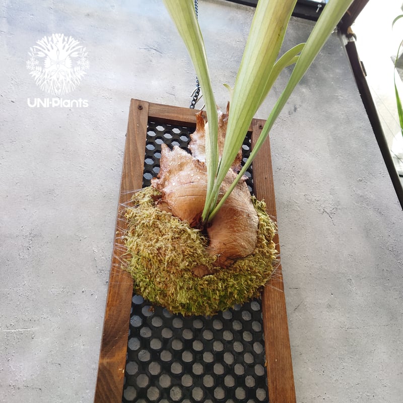 ビカクシダ 品種不明 Platycerium sp.コウモリラン ビカクシダ子株